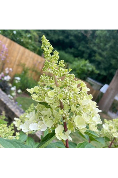 Гортензия Канделайт начало распускания цветов летом